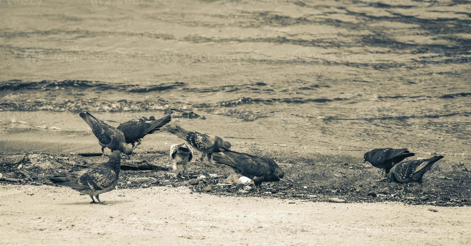 Pigeons birds eat from stranded washed up garbage pollution Brazil. photo