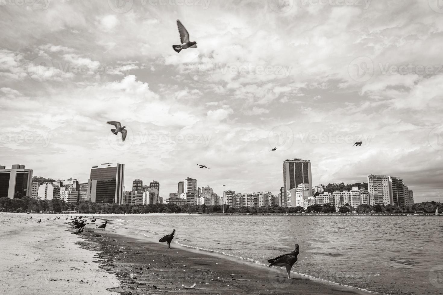 Tropical Black Vultures and pigeons Botafogo Beach Rio de Janeiro. photo