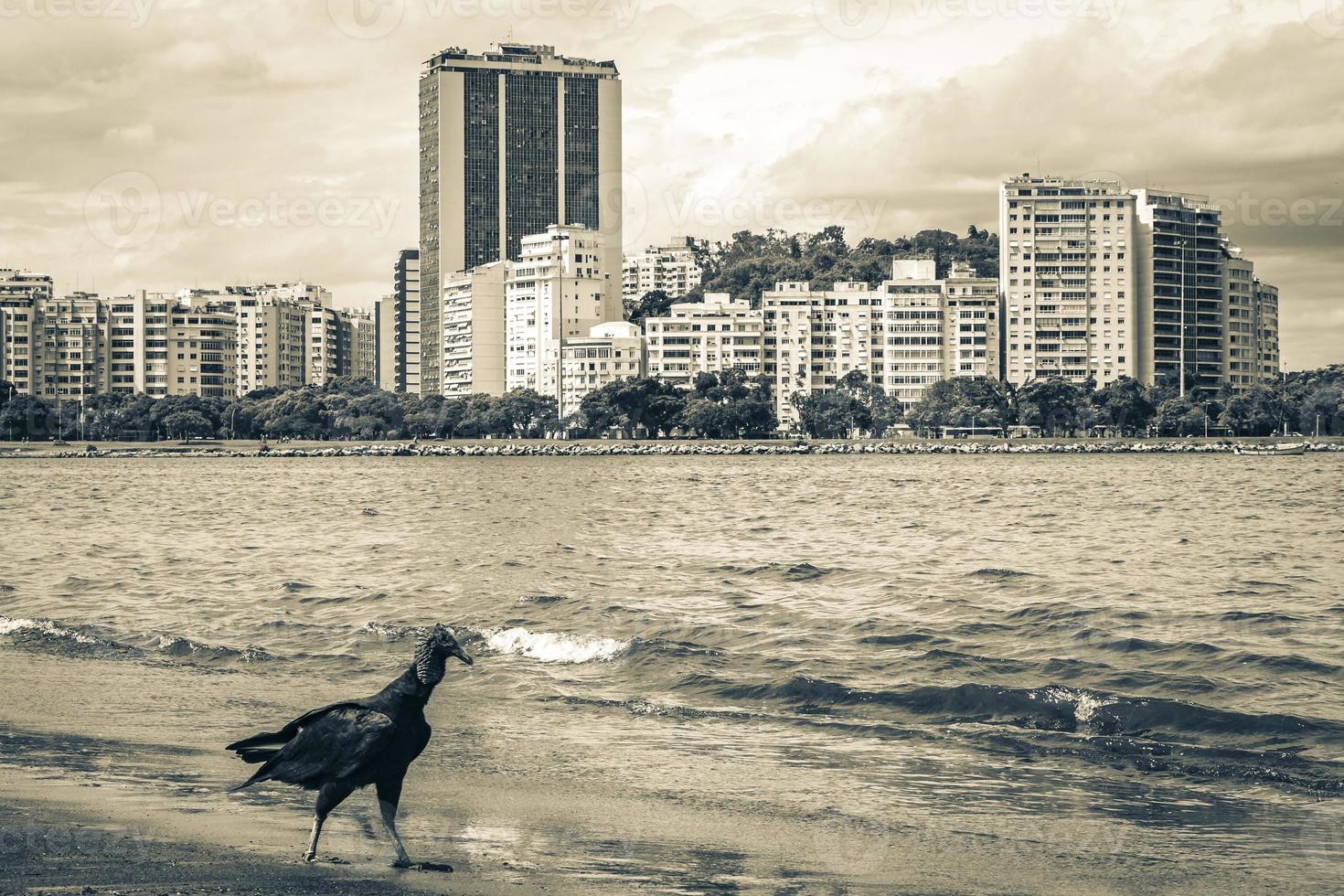 Tropical Black Vulture on Botafogo Beach Rio de Janeiro Brazil. photo