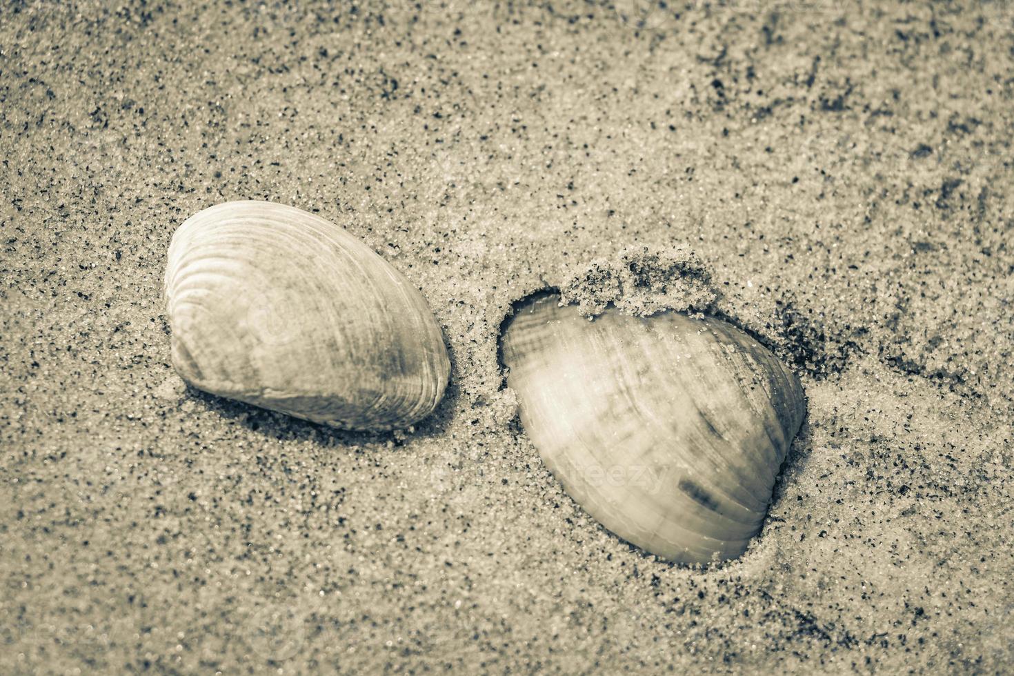 Mussels Shells on beach sand Botafogo Rio de Janeiro Brazil. photo