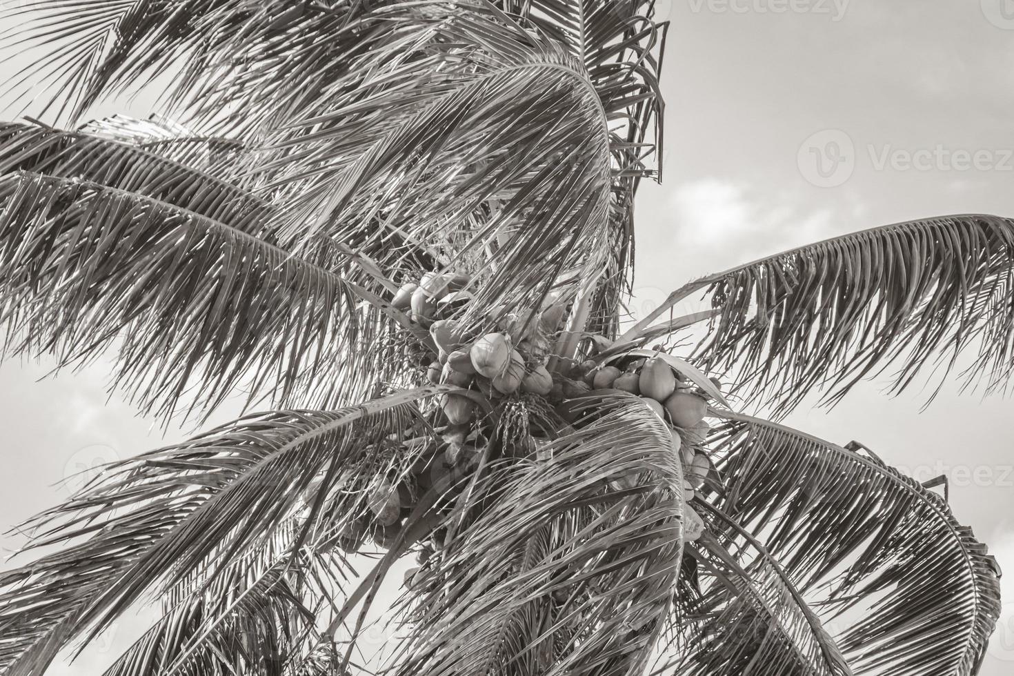 Tropical palm trees with blue sky Rio de Janeiro Brazil. photo