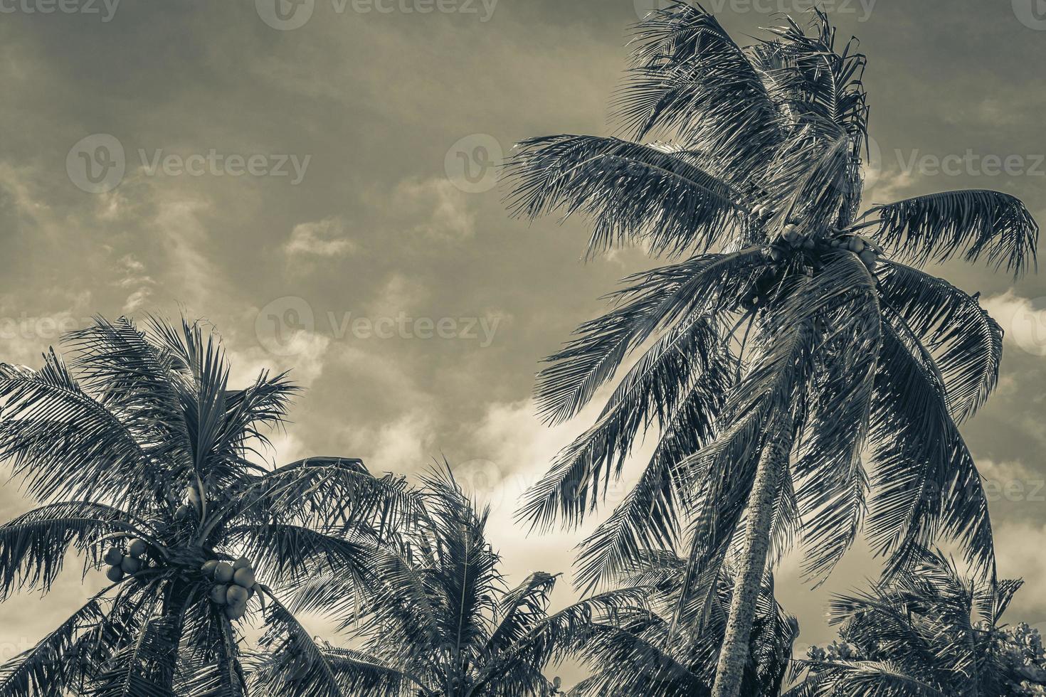 Tropical palm trees with blue sky Rio de Janeiro Brazil. photo