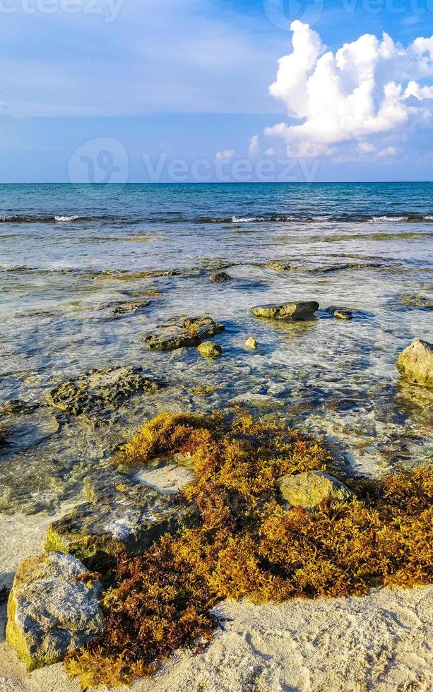Tropical Caribbean beach water seaweed sargazo Playa del Carmen Mexico. photo