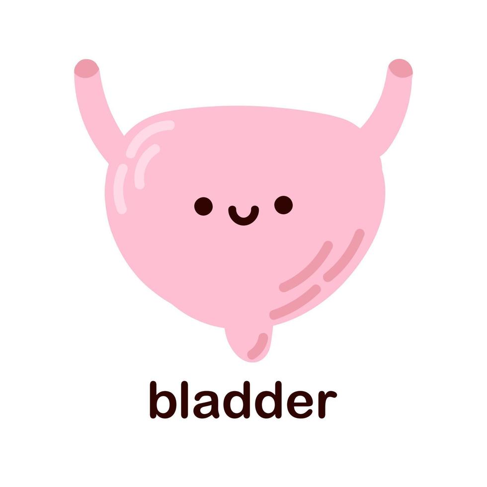 Kawaii bladder. Cute human internal organs. Cheerful children's drawings in a flat style, anatomy. vector