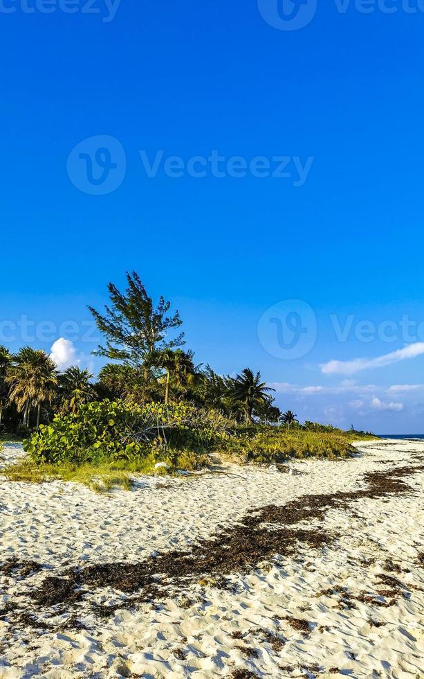 Tropical Caribbean beach water seaweed sargazo Playa del Carmen Mexico. photo