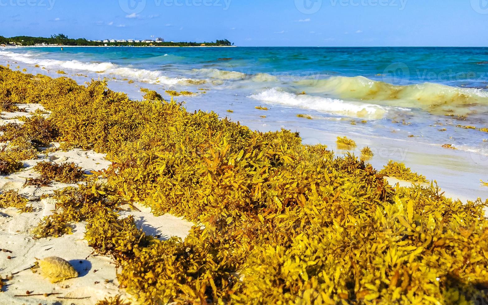 Beautiful Caribbean beach totally filthy dirty nasty seaweed problem