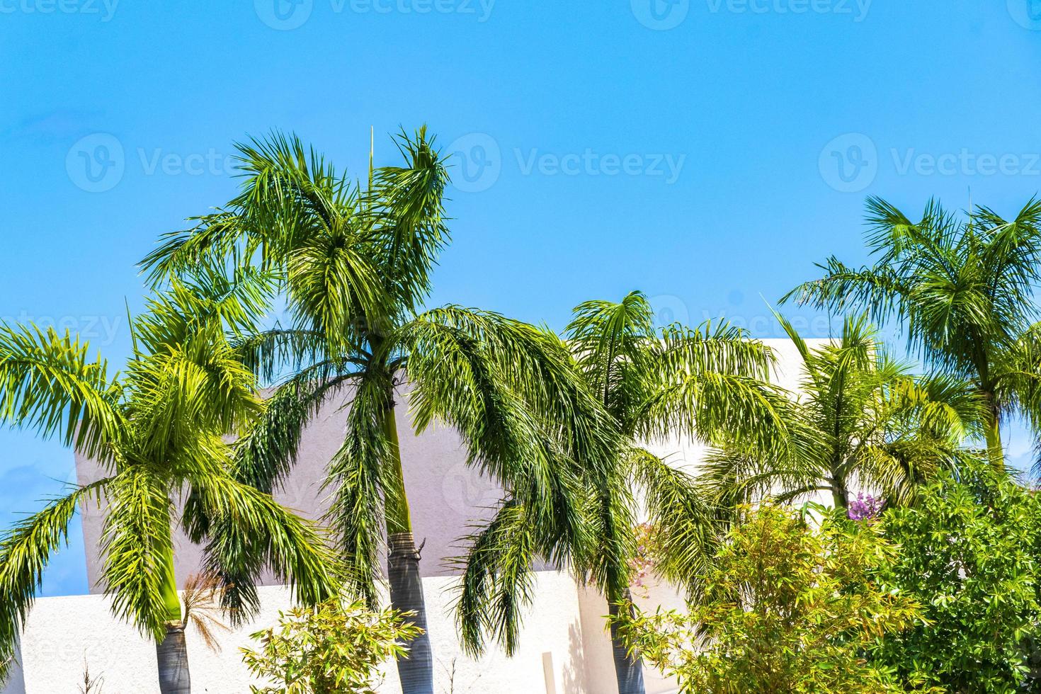 Tropical natural palm tree coconuts blue sky in Mexico. photo