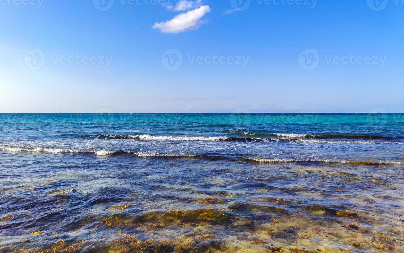 Tropical Caribbean beach water seaweed sargazo Playa del Carmen Mexico. photo