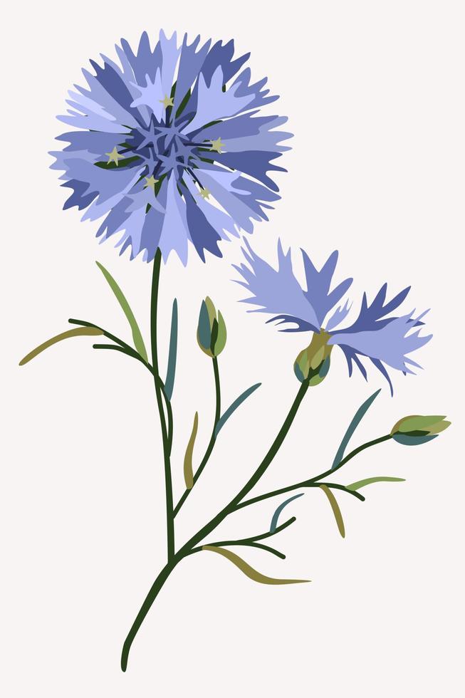 Vector floral illustration with cornflowers isolated on light background.