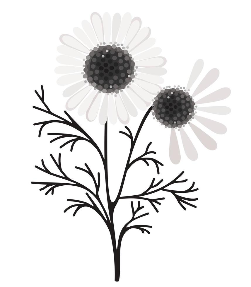 Vector floral illustration of camomiles on white background.