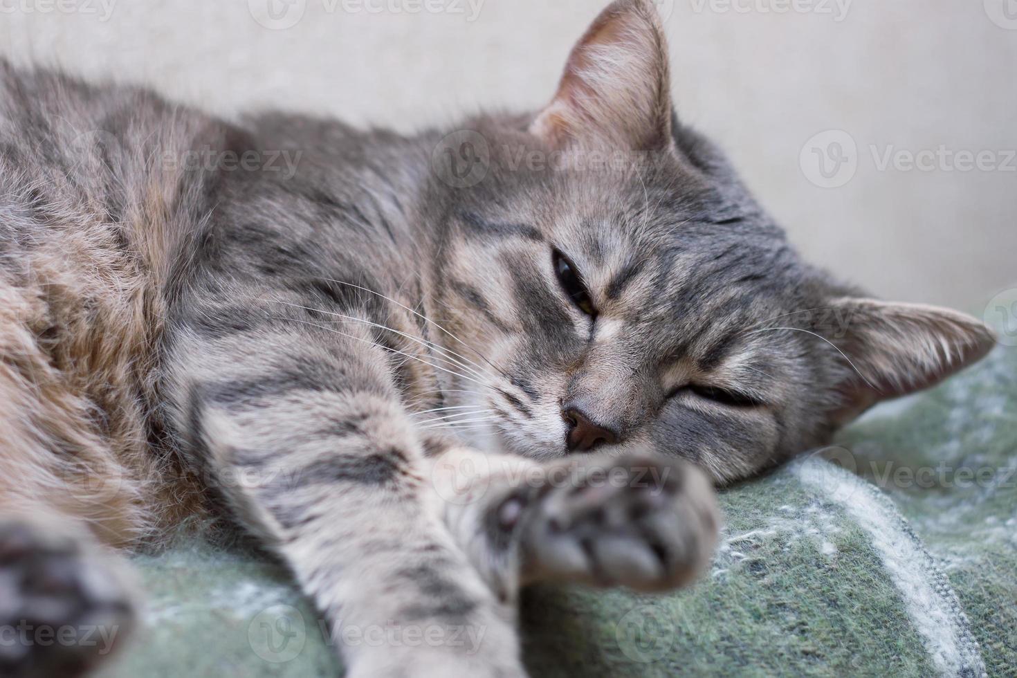 Domestic gray sleeping cat photo