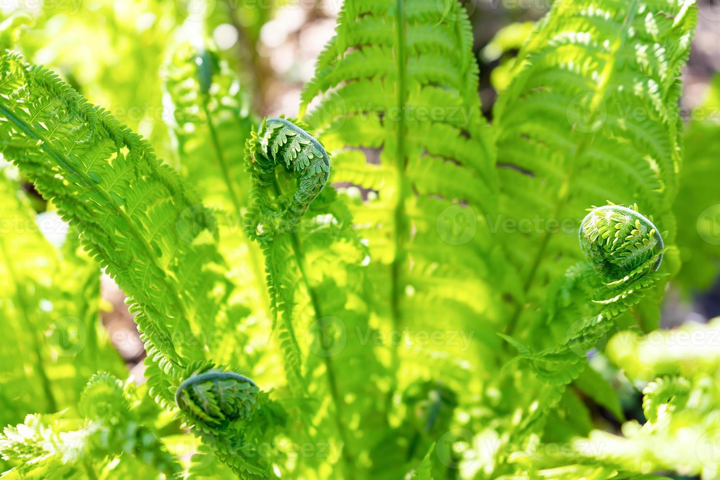 Beautyful young ferns green leaves background in sunlight. photo