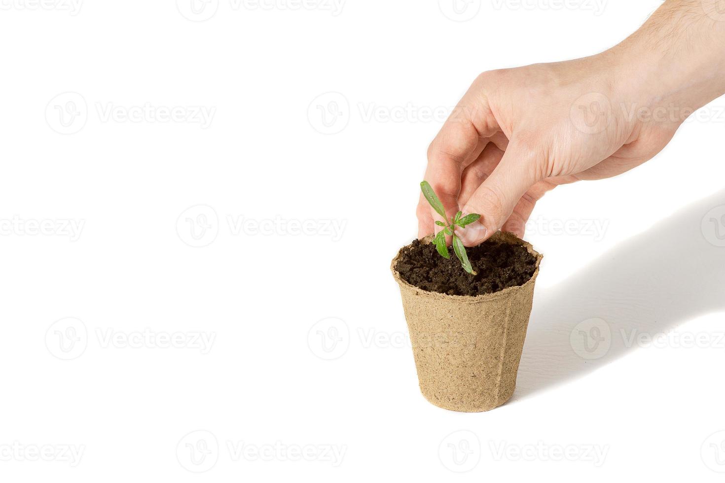 Hand of the men were planting tomato the seedlings into the ground to dry.The concept of eco-friendly packaging. photo