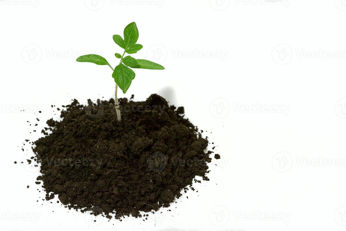 A young tomato seedling stands on the ground, isolated on a white background. photo