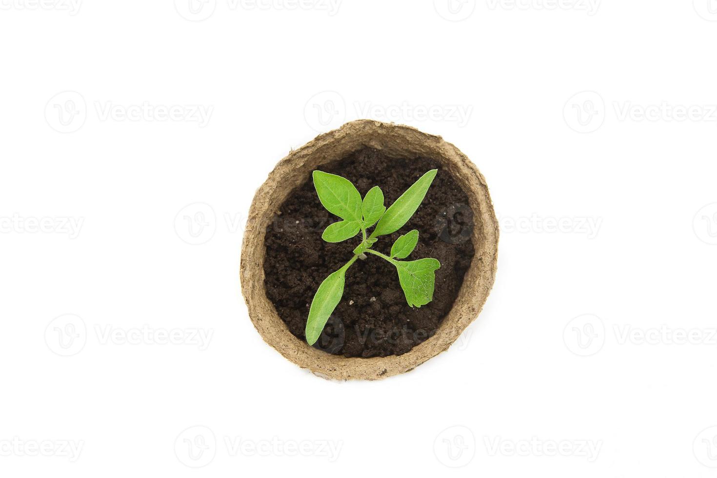 Young tomato seedling sprouts in the peat pots isolated on white background. Gardening concept photo
