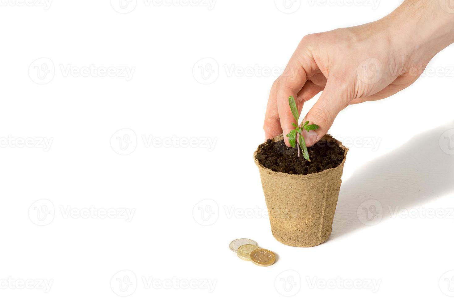 Hand of the men were planting tomato the seedlings into the ground to dry.The concept of eco-friendly packaging. photo
