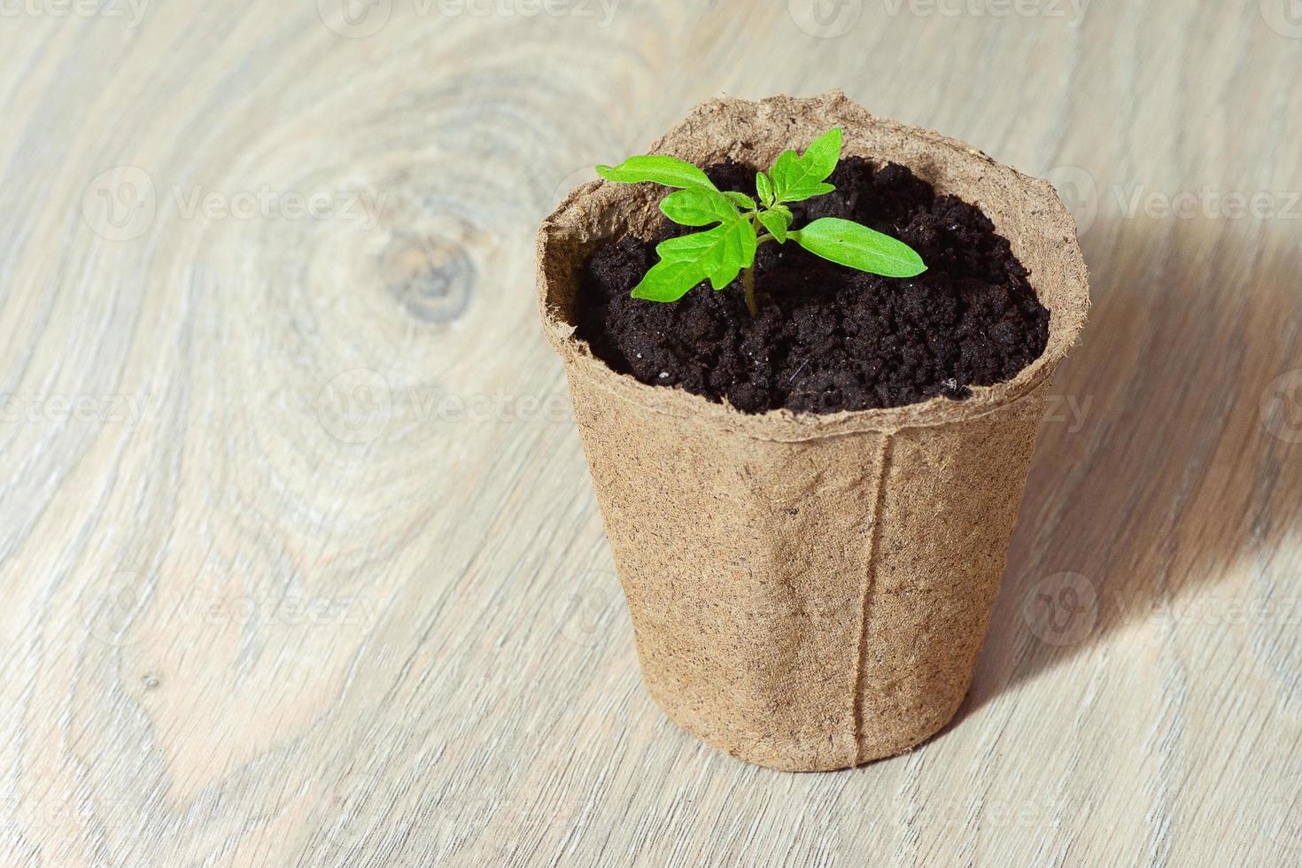 Young tomato seedling sprouts in the peat pots isolated on white background. Gardening concept photo