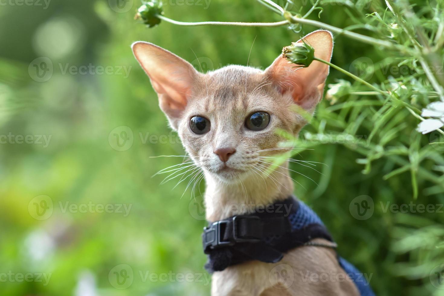 Abyssinian cat of fawn color, close-up portrait, walks along the lawn with flowers photo