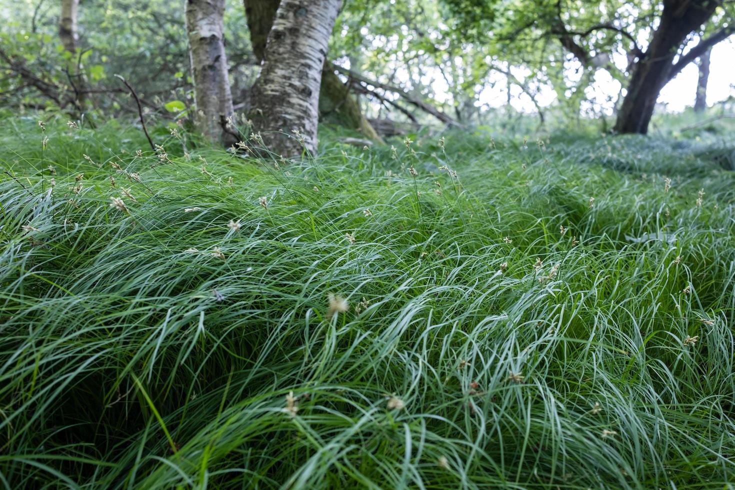 Beautiful dense green grass in a forest clearing, on a spring day. photo