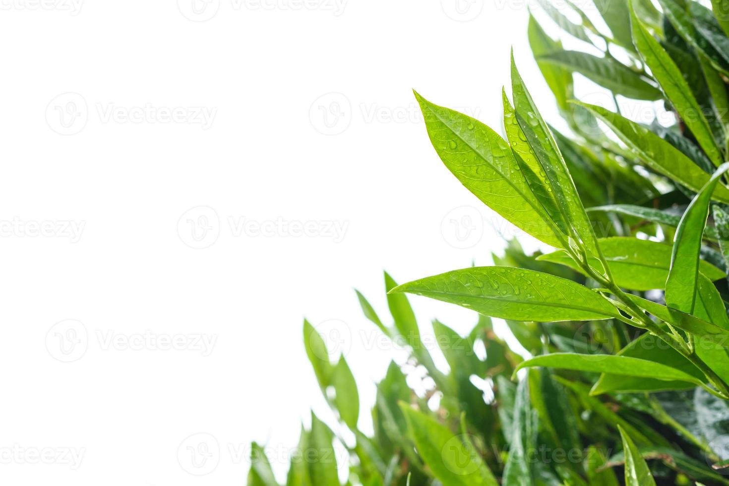 Shrub with fresh green leaves in raindrops, outdoors. Copy space. photo
