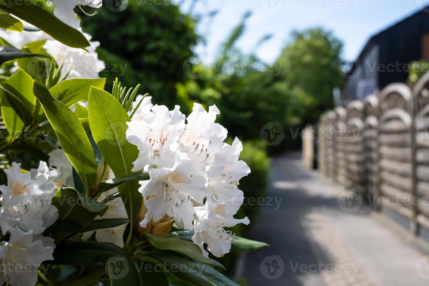 Rhododendron in bloom in the yard of the house, on a sunny day. Beautiful evergreen shrub with white flowers and green leaves. photo