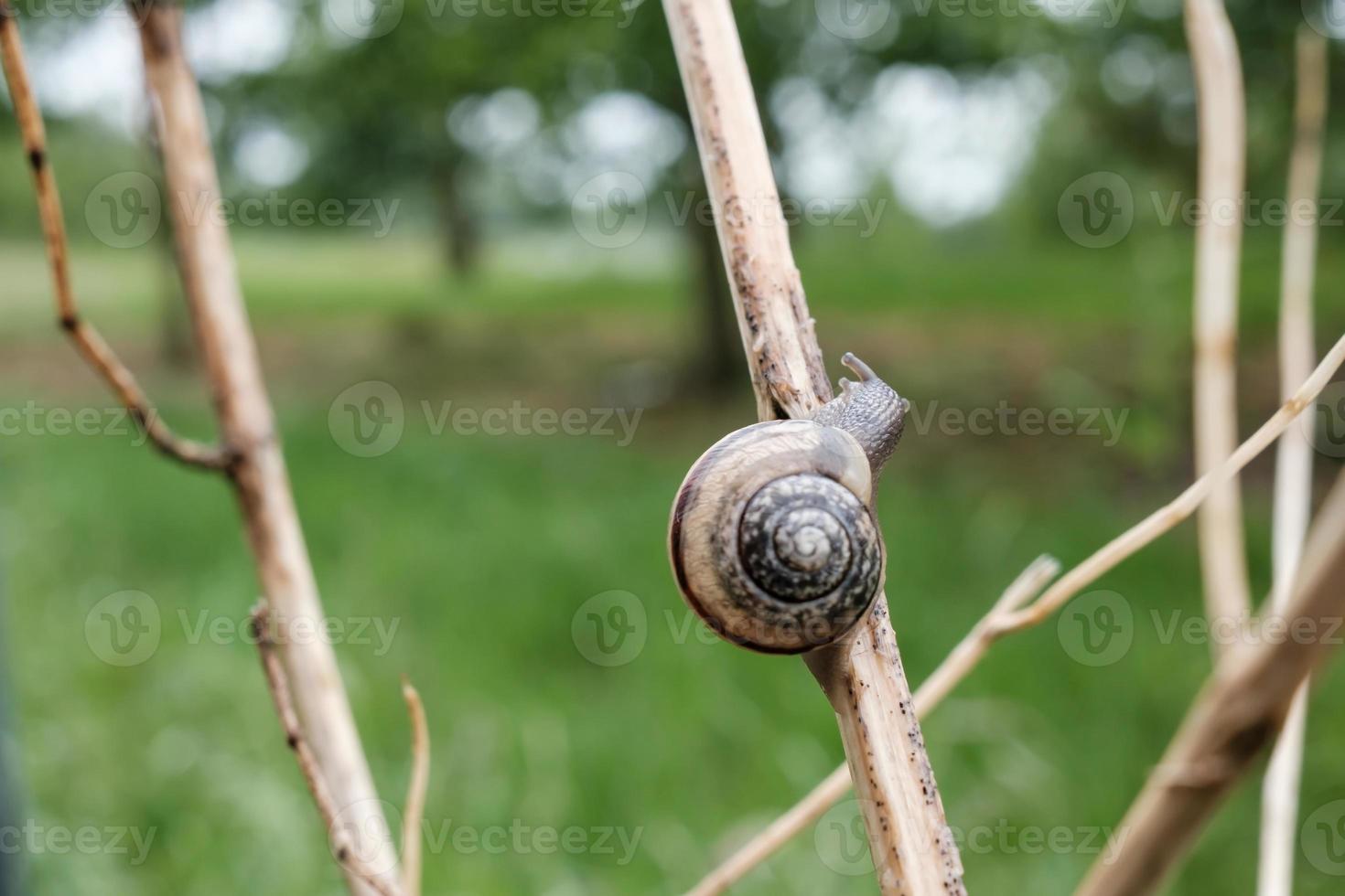 Snail crawls along a dry branch, against a blurred background of trees, on a spring day. photo