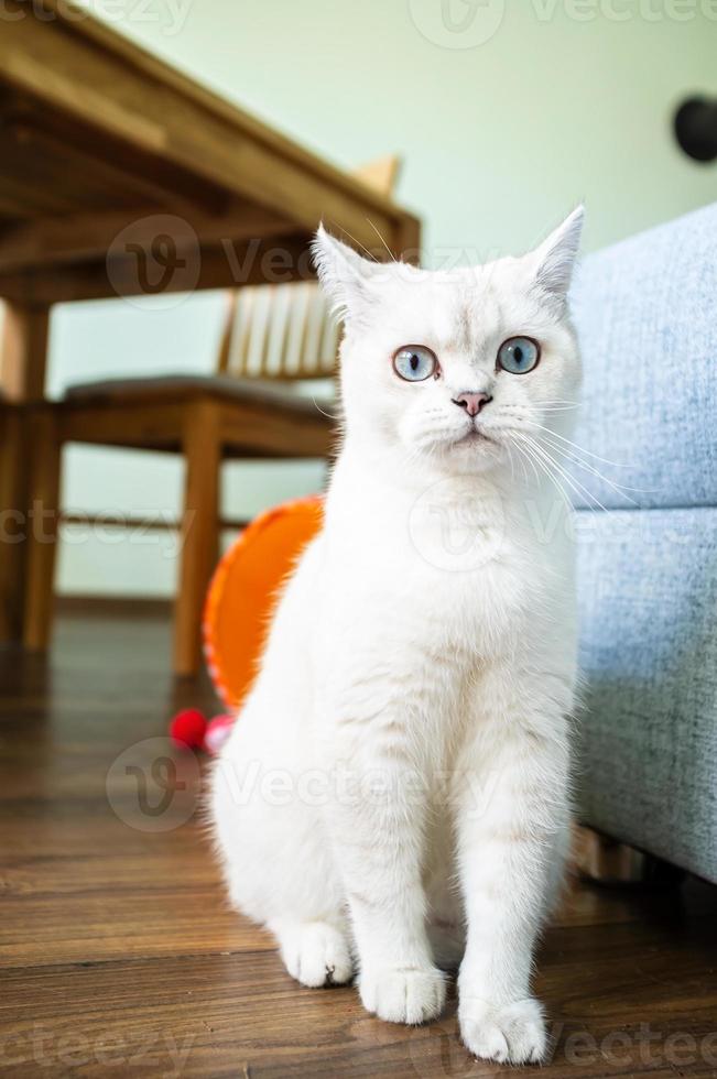 Funny cat looks with its big blue eyes with bewilderment and surprise, against the backdrop of a homely environment. photo