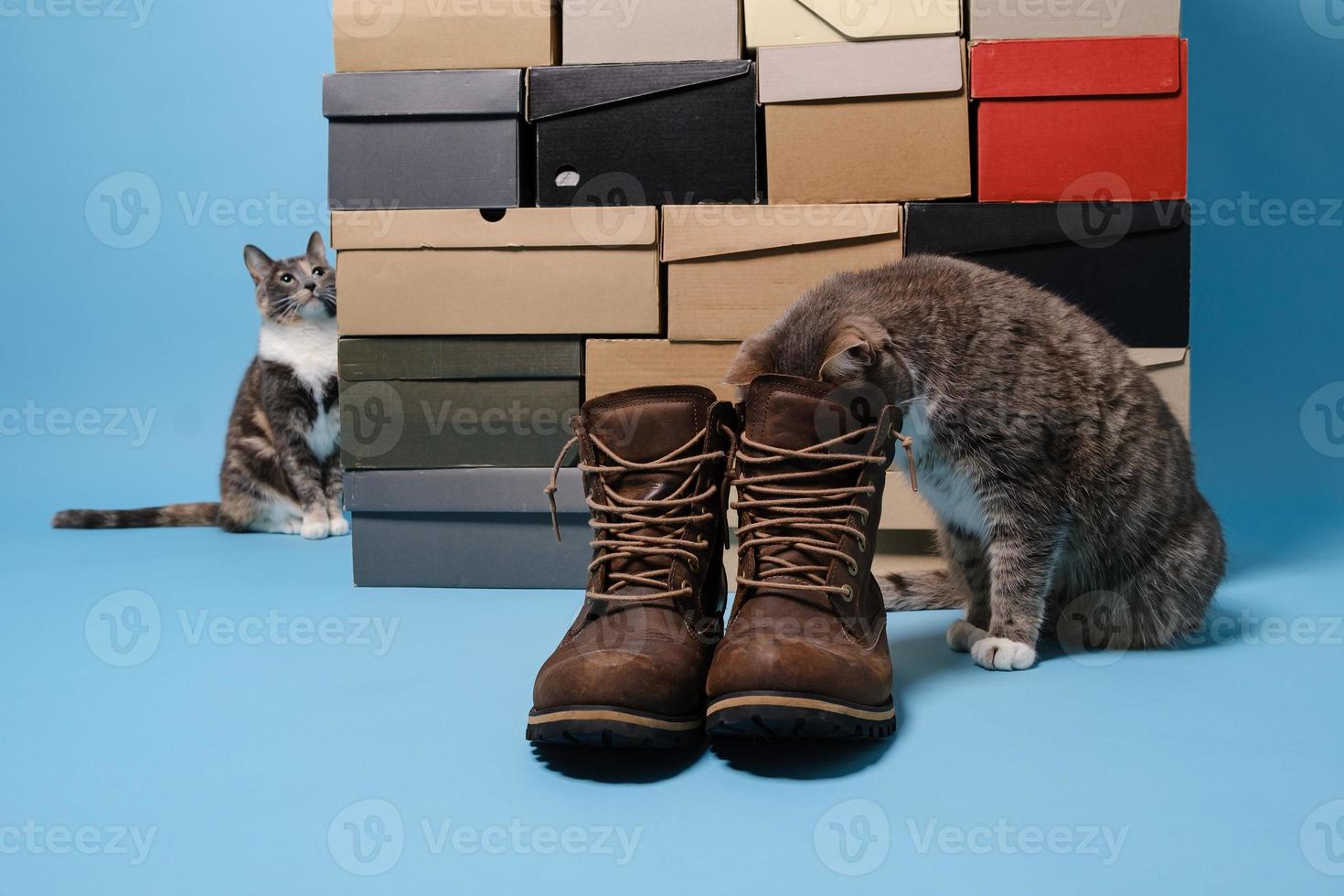 pareja de gatos curiosos, uno metiendo la cabeza en un zapato y el otro mirando cajas de zapatos. foto