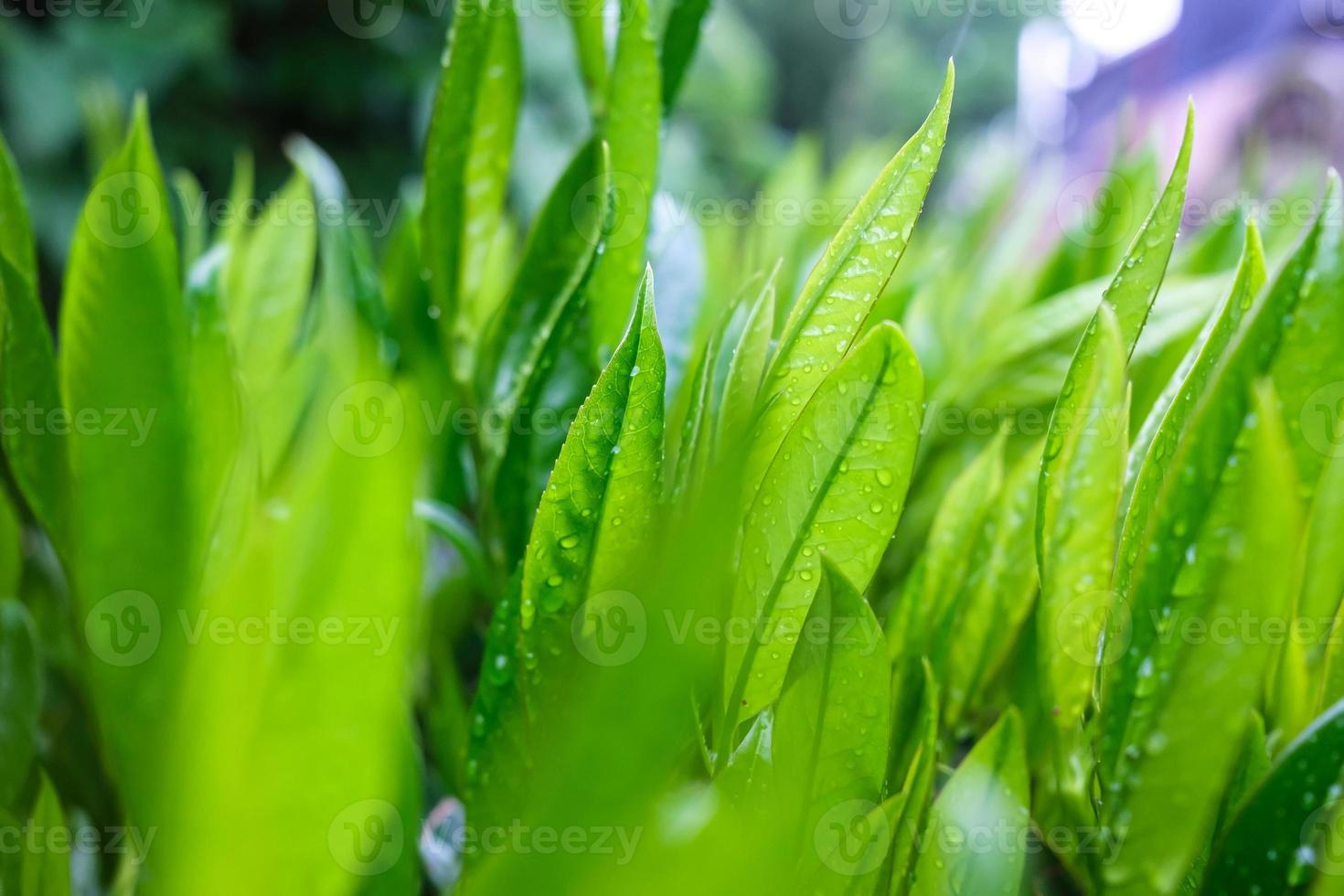 hojas verdes frescas de un arbusto en gotas de lluvia, sobre un fondo borroso. foto