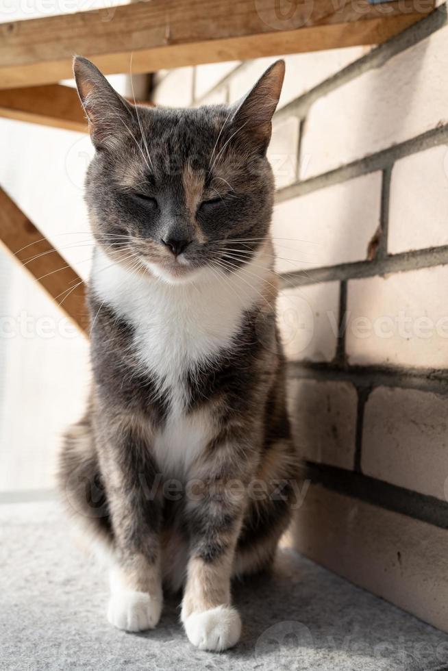 Slumbering cat sits on a felt mat with its eyes closed, on a balcony, against a brick wall. photo