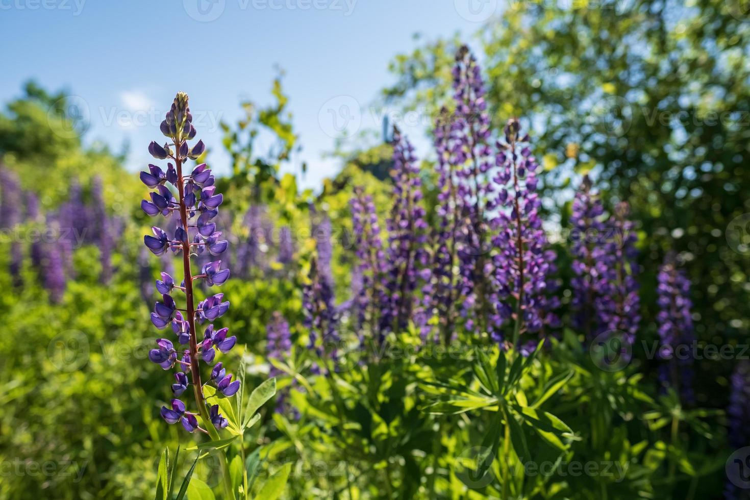 Wonderful blooming lupines in the meadow, among the greenery, against the blue sky. Beautiful perennial flowers of bright purple color. photo