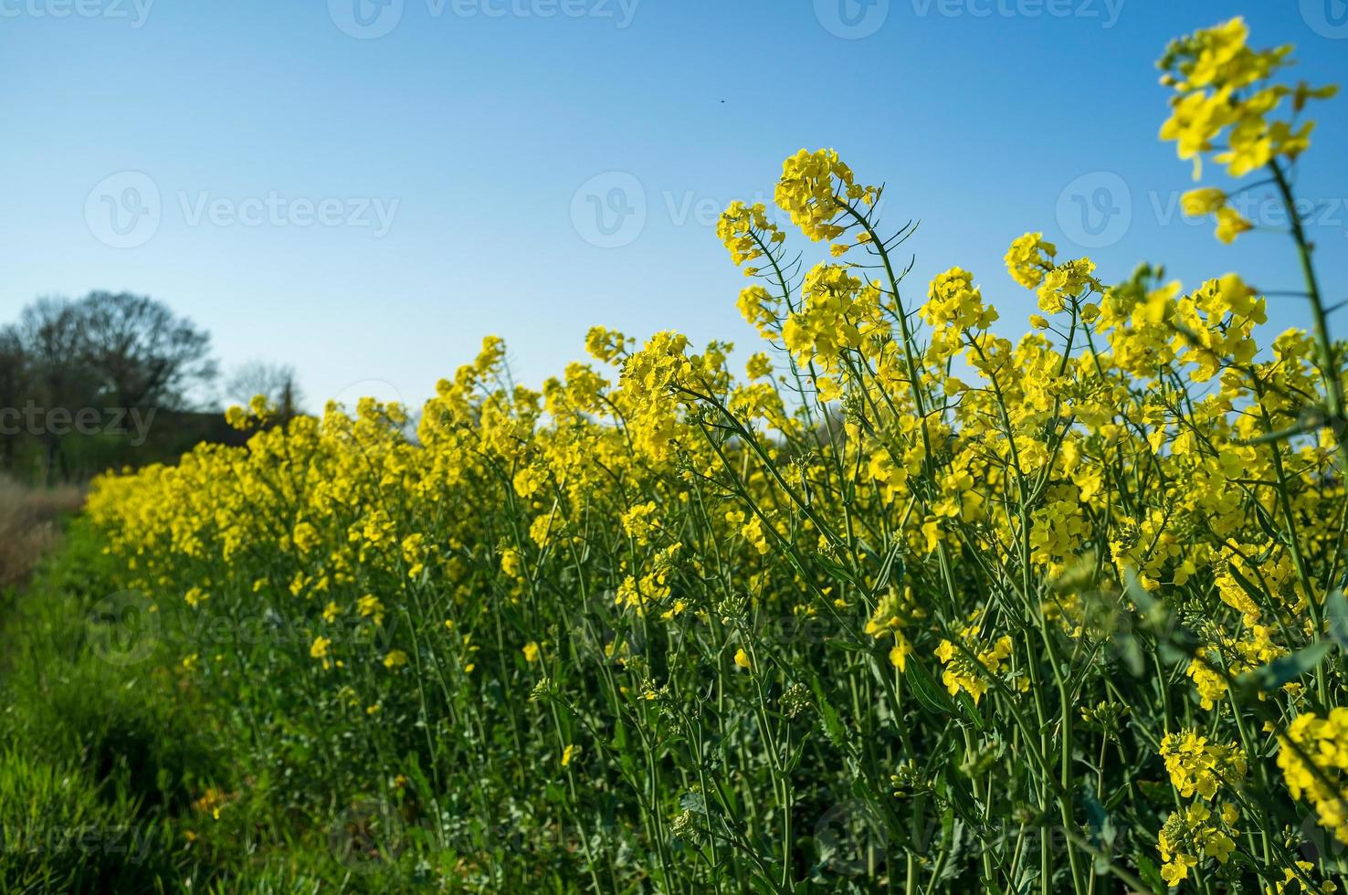planta de mostaza floreciente contra un cielo. flores amarillas de synapis utilizadas como abono verde en el campo. zona rural en primavera. foto
