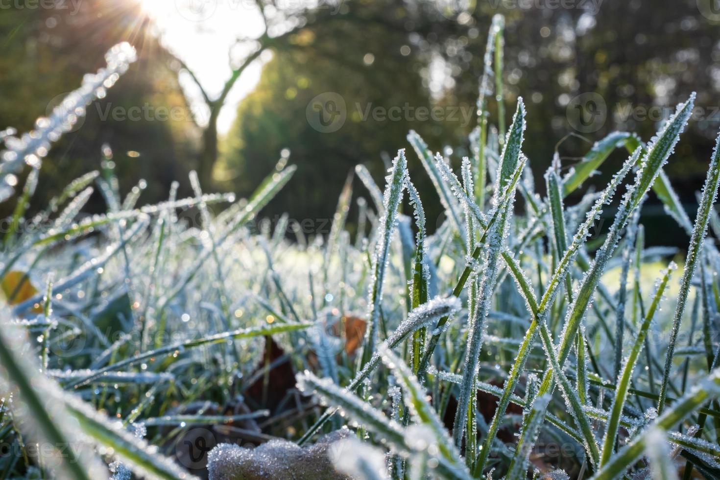 Green grass in hoarfrost, glistens in the rays of the morning autumn sun, in the park. Bottom view. photo