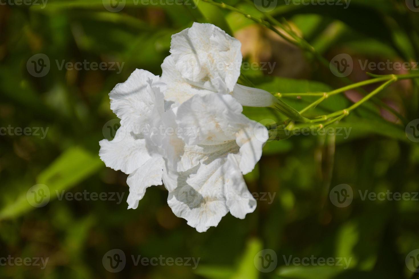 ruellia tuberosa blanca flor que florece y la luz del sol suave desenfoque foto