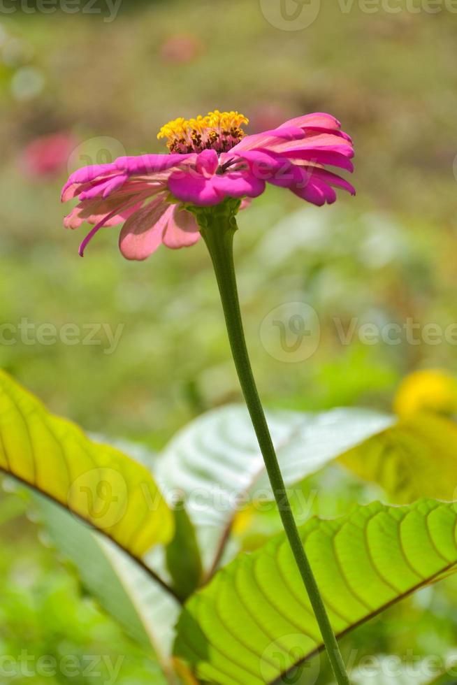 pink Zinnia violacea flower blooming and soft blur background photo