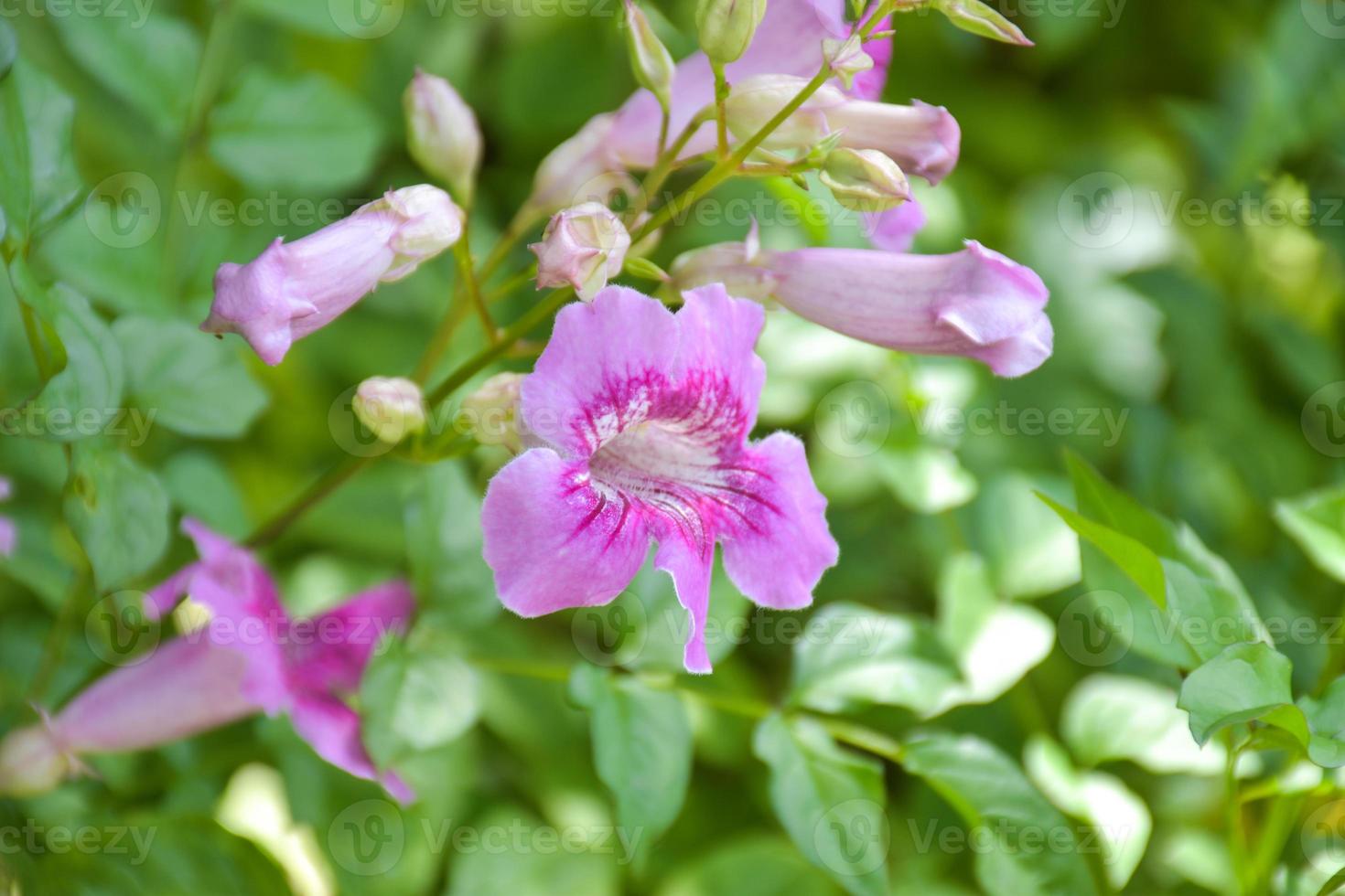 flores de color púrpura floreciente luz suave belleza foto