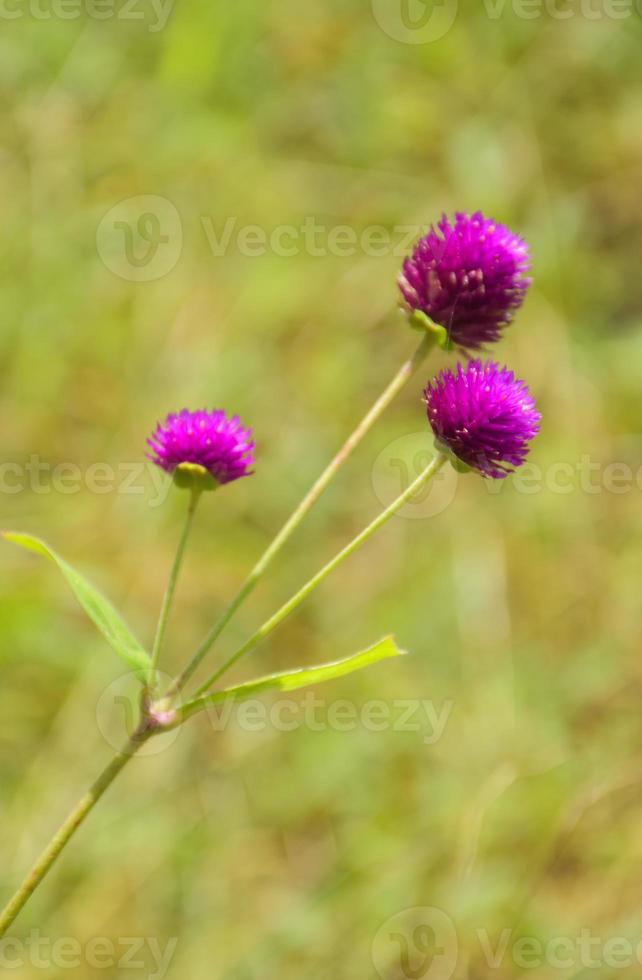 field purple Globe Amaranth flower and soft light background photo