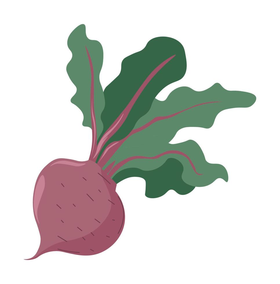 Beetroot with leaves, organic and natural product vector