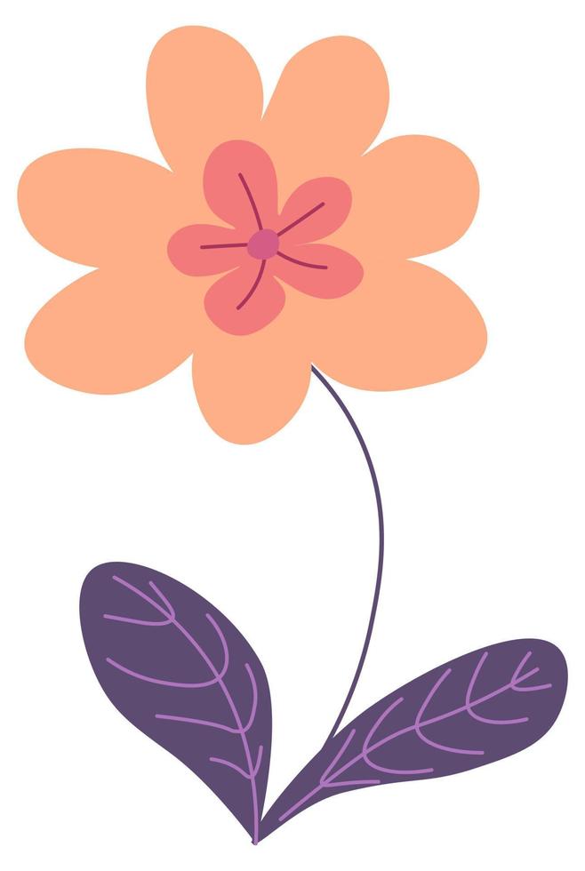 Flower in blossom, blooming floral decoration vector