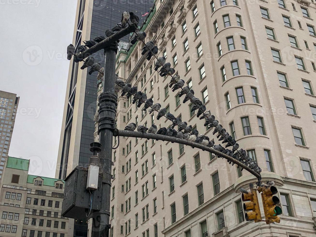 palomas encaramadas en un poste de luz por central park en la ciudad de nueva york en un frío día de invierno. foto