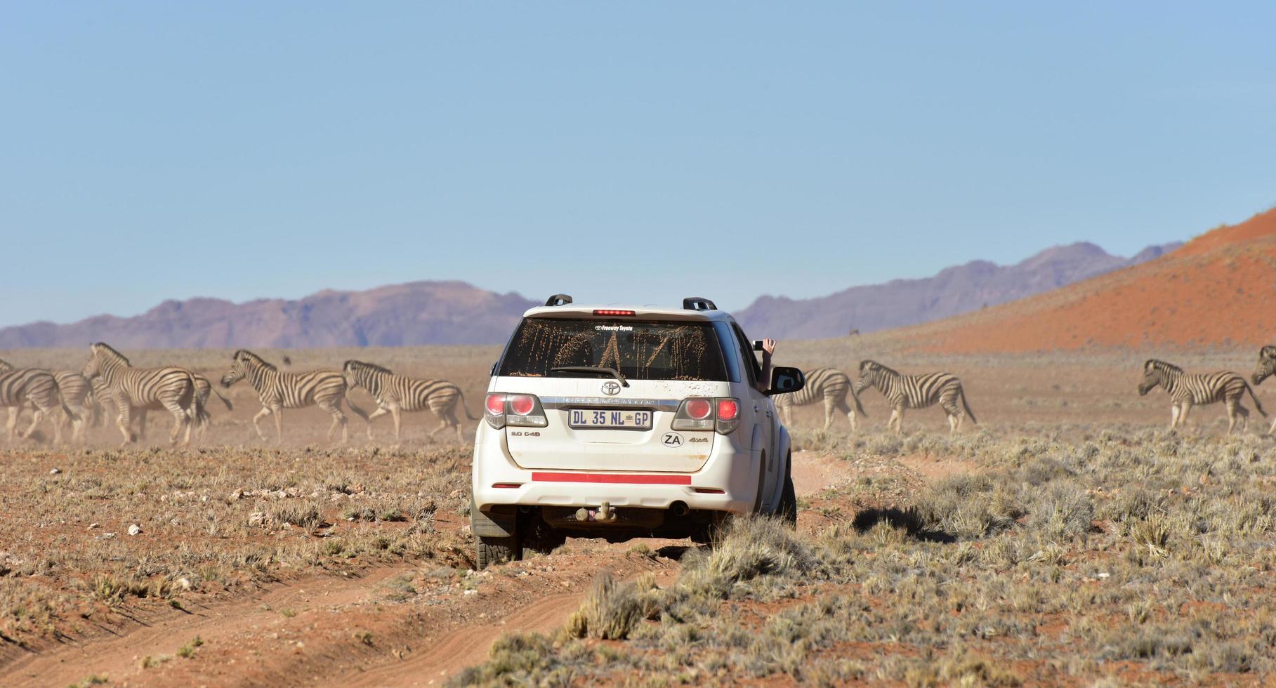 Zebra Safari - NamibRand, Namibia photo