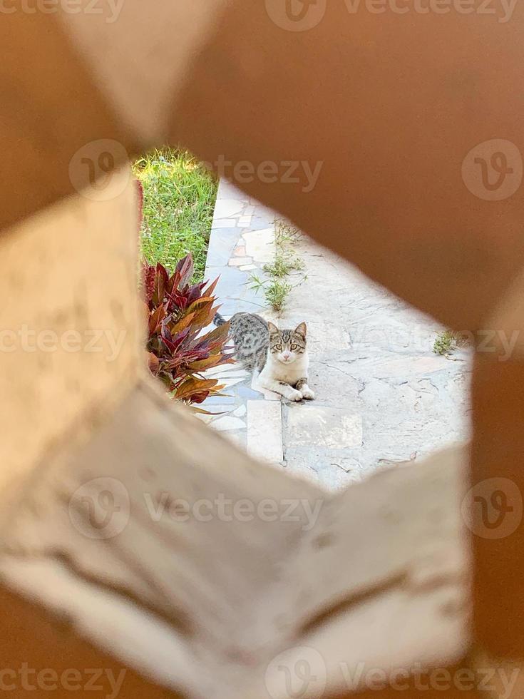 Tabby cat in Bukhara Uzbekistan looking through a fence photo