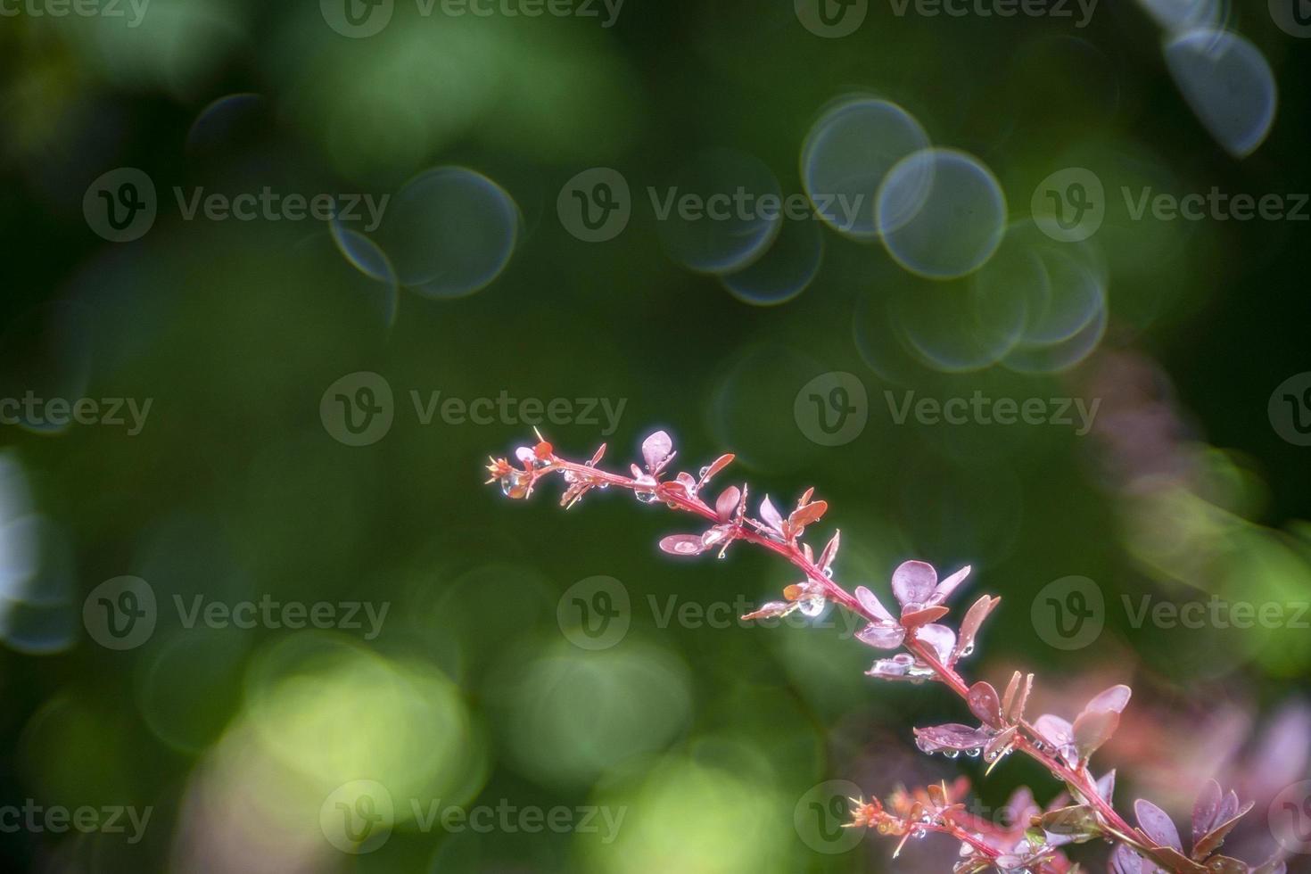 thorn plant brunch on bubble bokeh photo