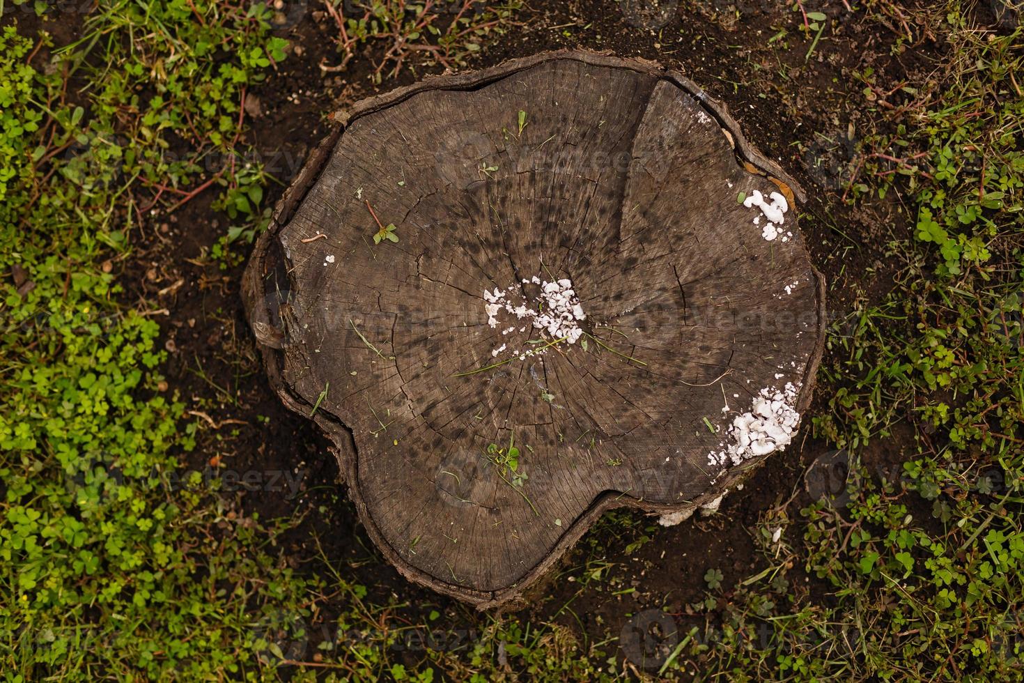 stump tree plant on green field use for gardening topic photo
