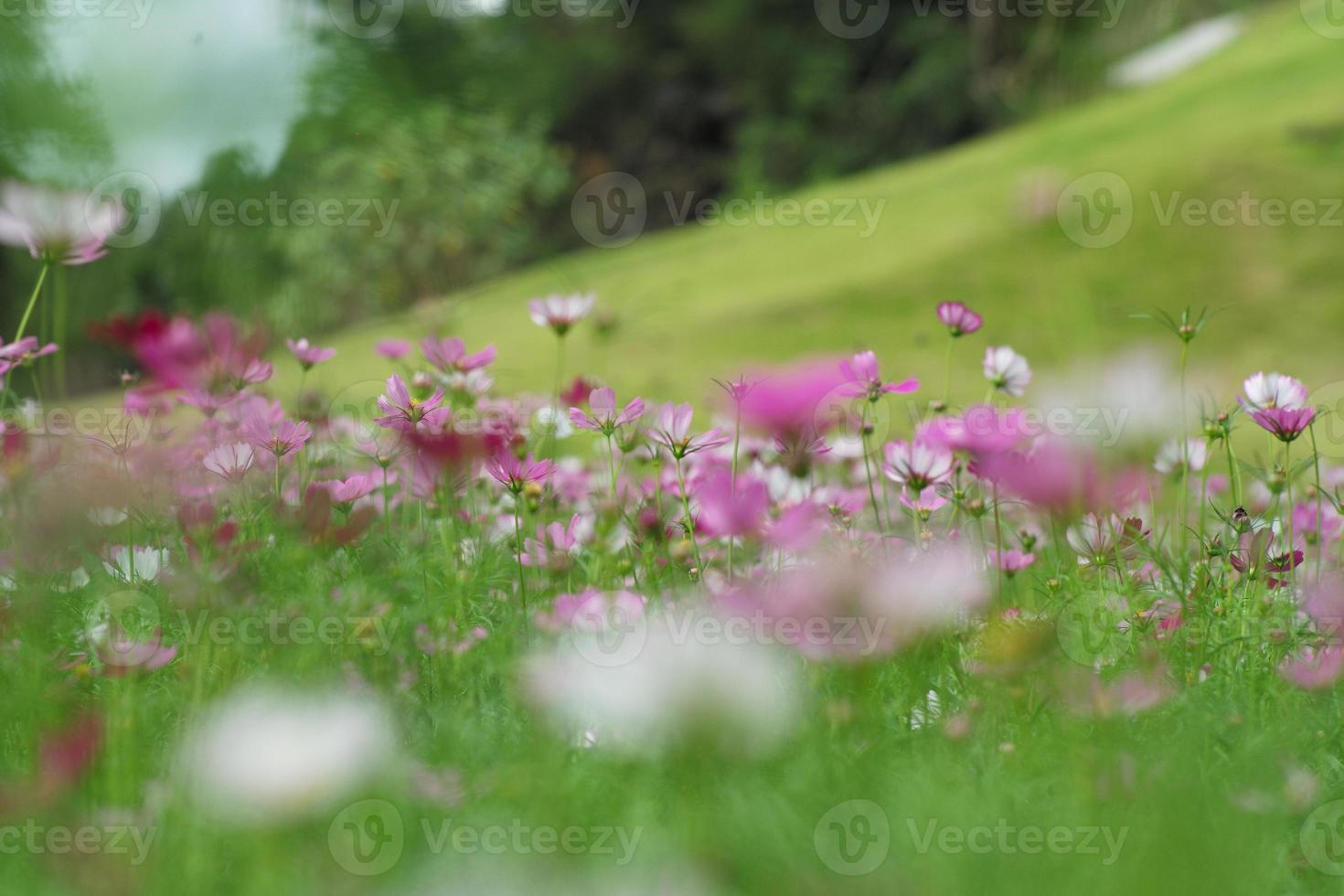 Selective focus on the blossom daisy flowers grow among the crowded of blooming flowers in the field photo