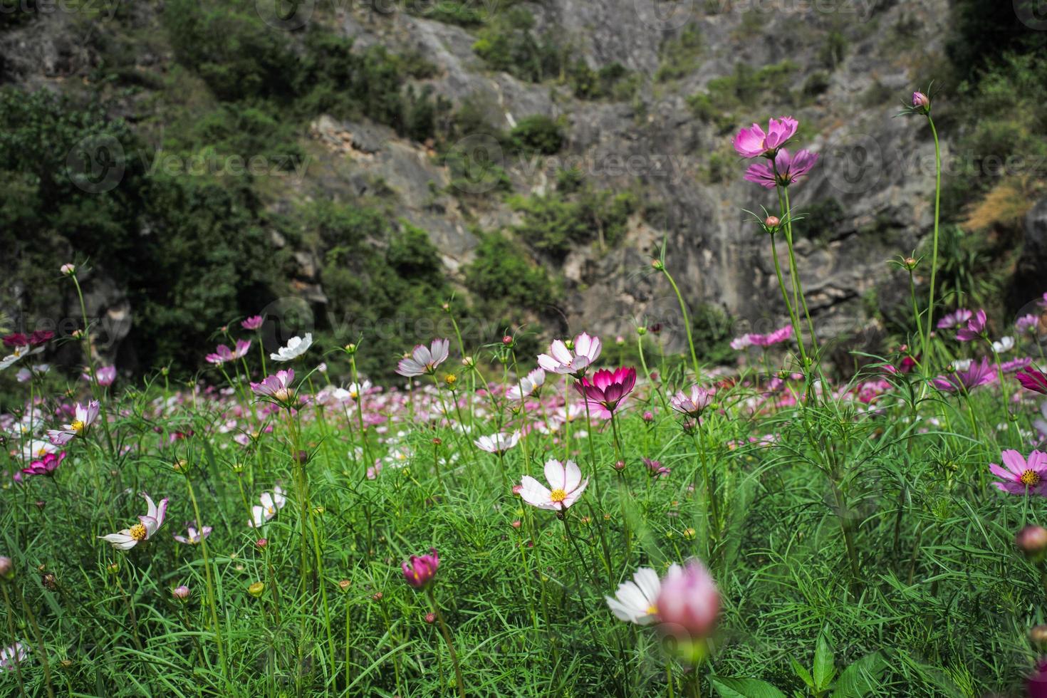 Selective focus on the blossom daisy flowers grow among the crowded of blooming flowers in the field photo