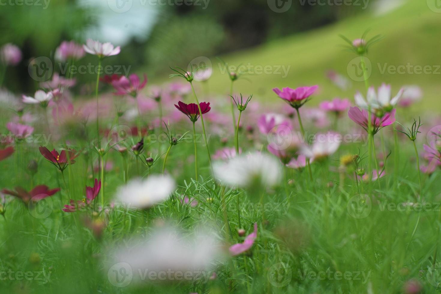 Selective focus on the blossom daisy flowers grow among the crowded of blooming flowers in the field photo