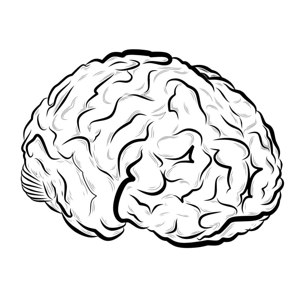 dibujo vectorial del cerebro humano vector
