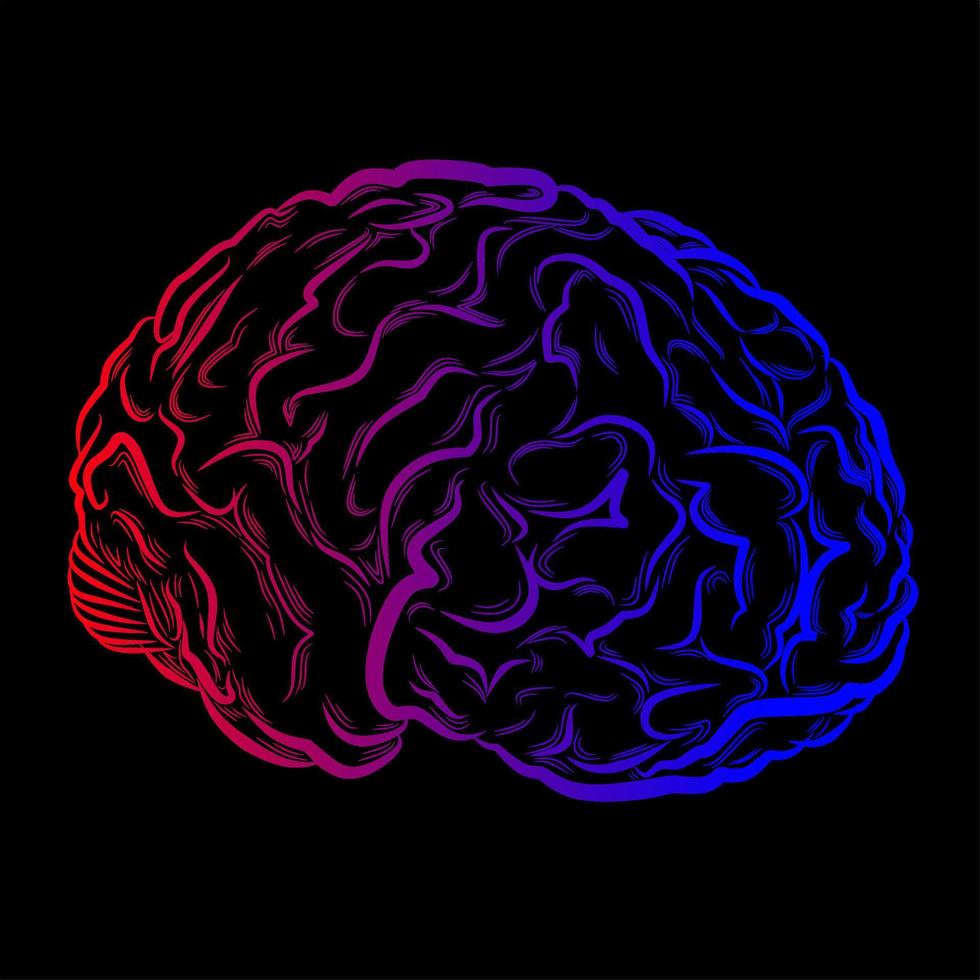 uman brain vector drawing