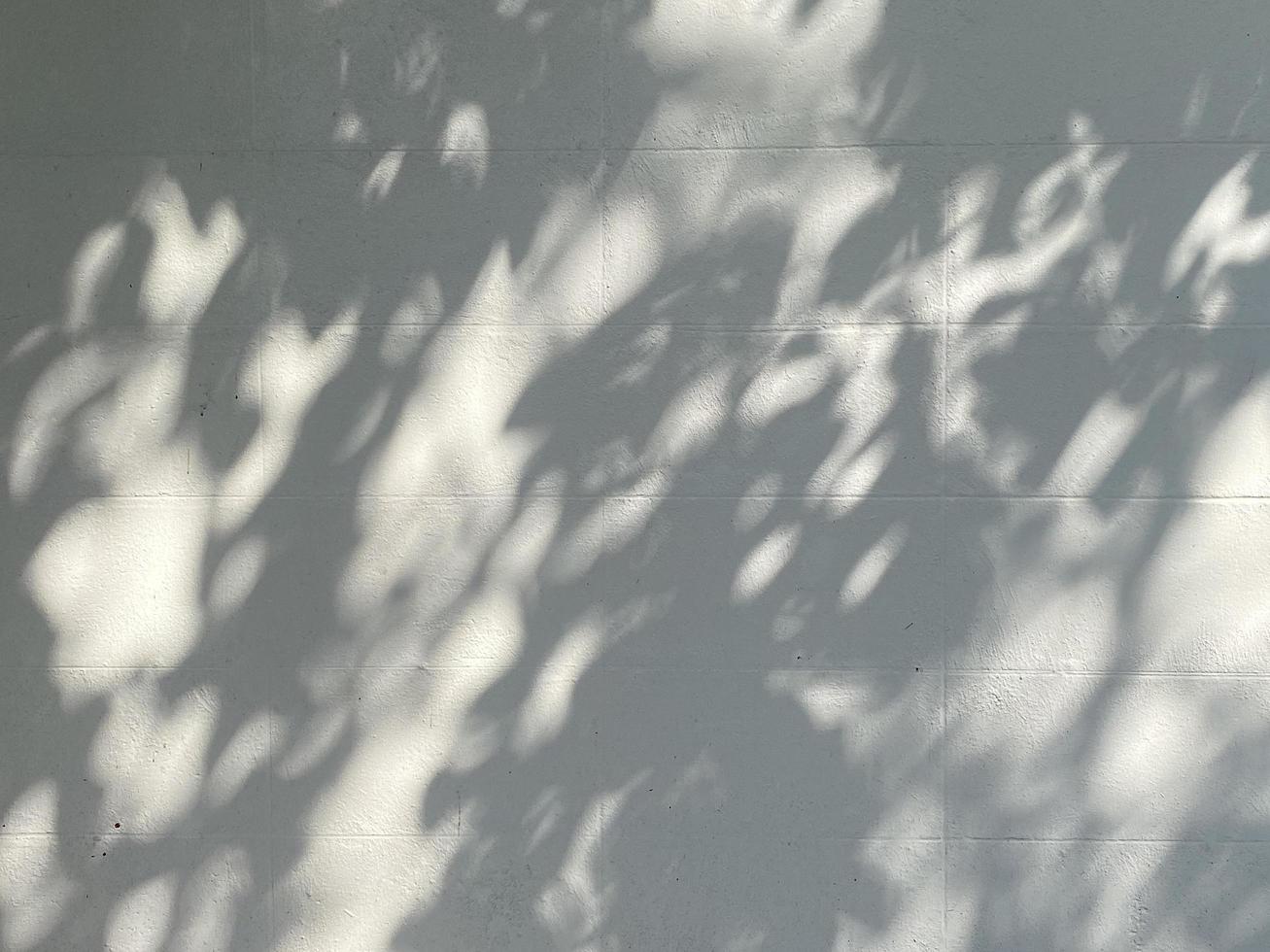 Shadow leaves on concrete wall background photo